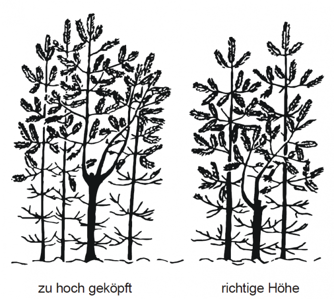 Datei:Abb4.23.png