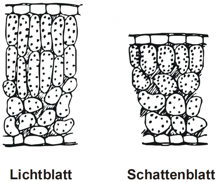 Datei:Abb5.3.png