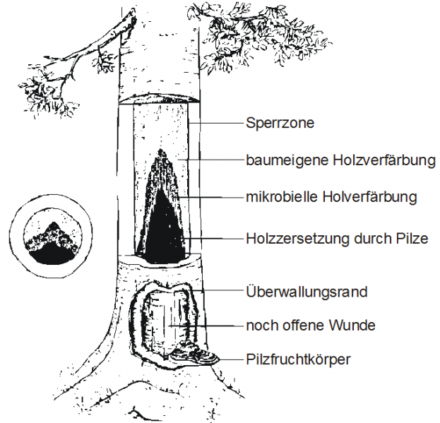 Datei:Abb6.18.PNG