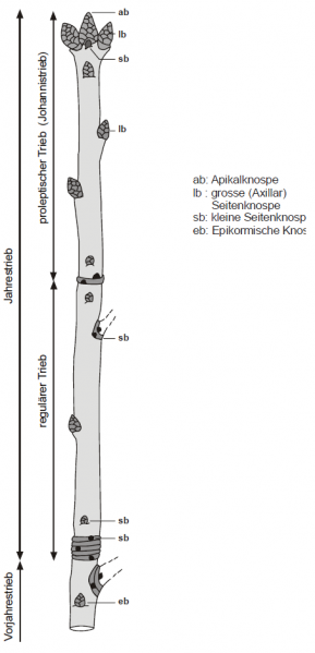 Datei:Abb 2.18.png